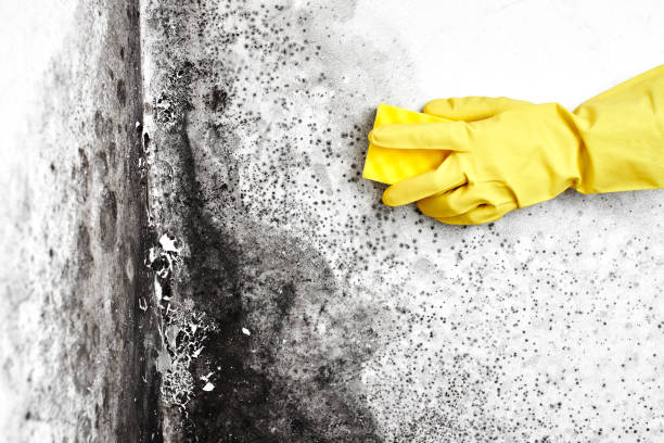 Best Mold Damage Restoration  in Arvada, CO