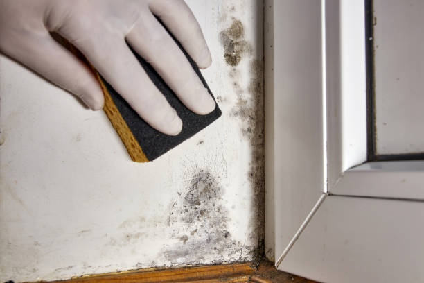 Best Basement Mold Removal  in Arvada, CO